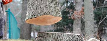 Professional Tree Care in El Paso, IL