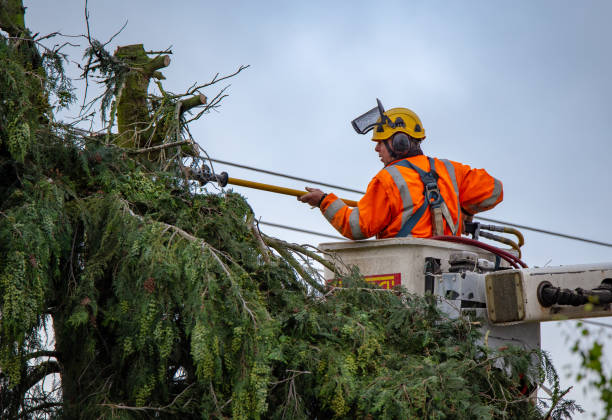 How Our Tree Care Process Works  in  El Paso, IL