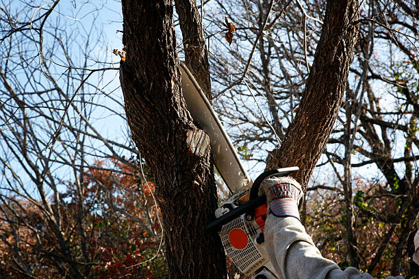 Best Lawn Watering Services  in El Paso, IL